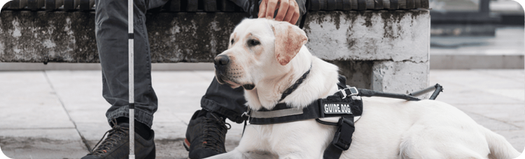 Chien d'assistance visuelle